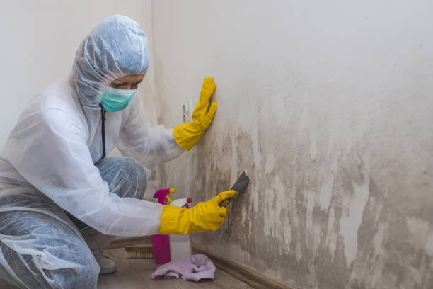 Best Mold Damage Repair  in Waikele, HI