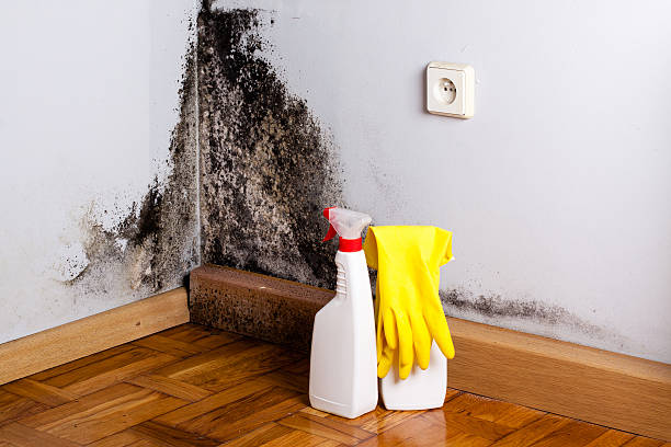 Best Attic Mold Removal  in Waikele, HI